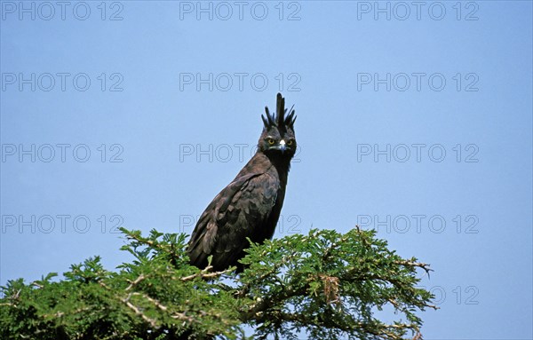 Long Crested Eagle