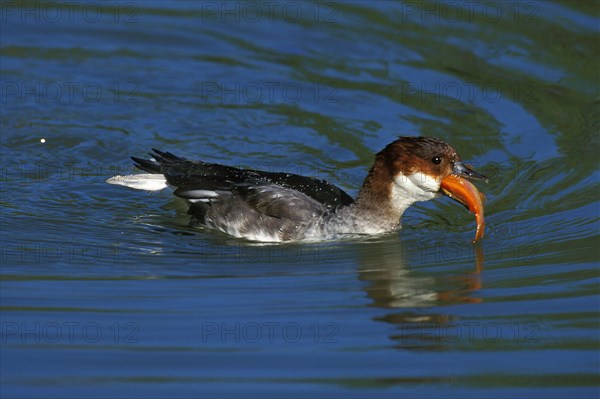 Smew