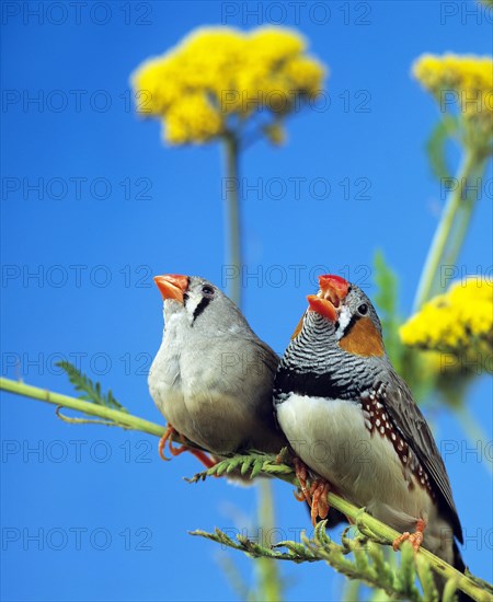 ZEBRA FINCH