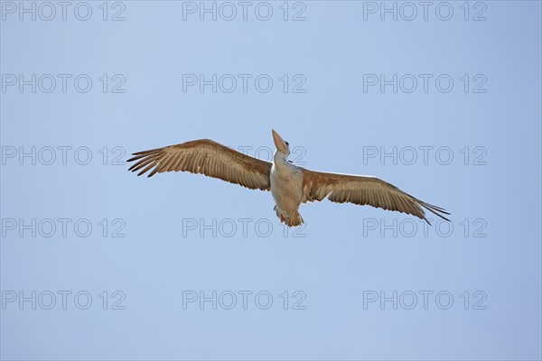 Pink backed Pelican