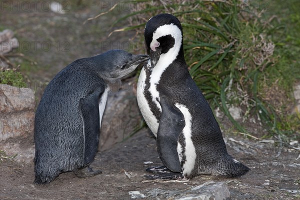 Gentoo penguin or African penguin