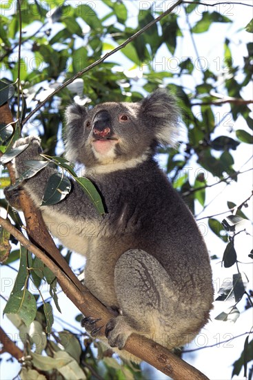 KOALA