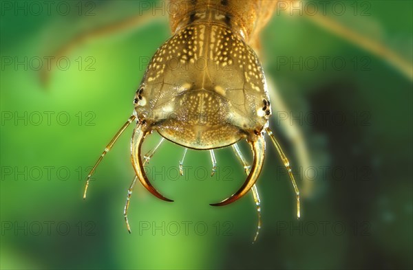 Great diving beetle