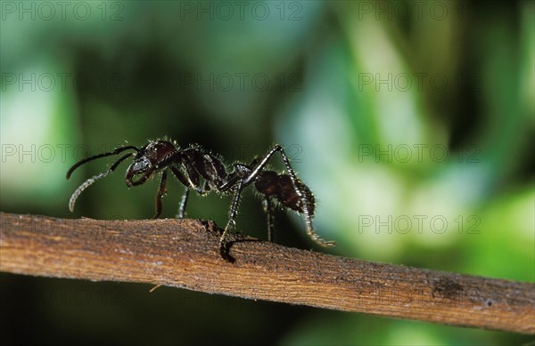Globe ant