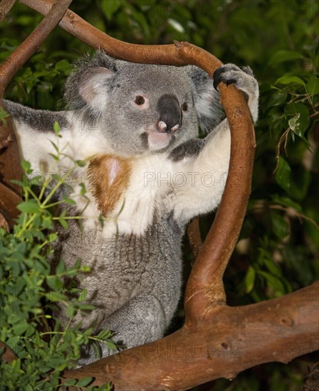 Koala