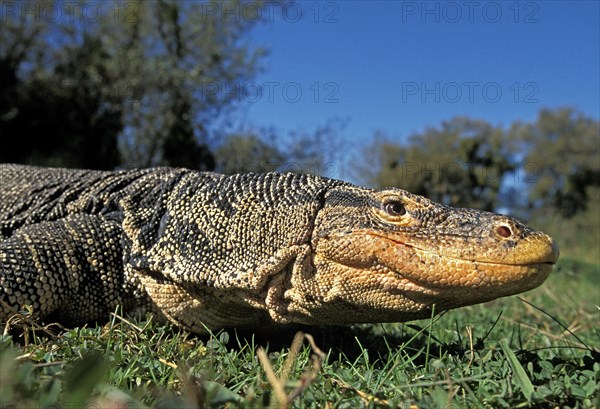 Water Monitor