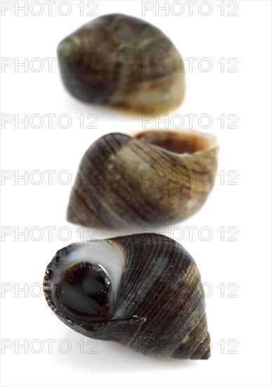 Common periwinkle