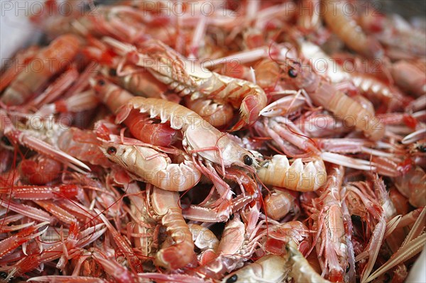 Dublin Bay Prawns or Norway Lobsters