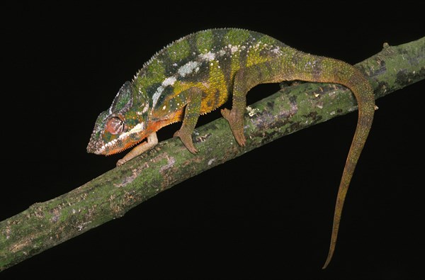 Jewelled Chameleon or Carpet Chameleon