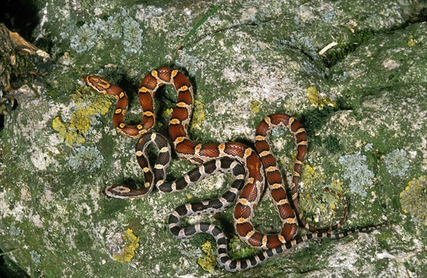 Corn snake