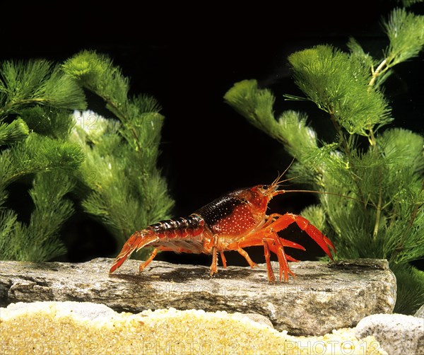 Louisiana crawfish