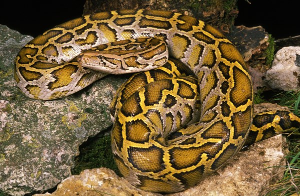 INDIAN Indian python