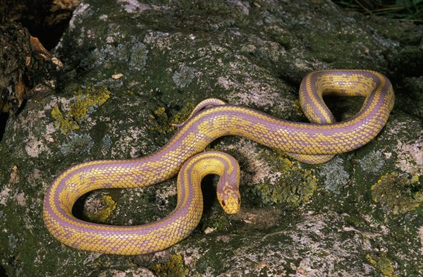 ALBINOS KINGDOM lampropeltis getulus