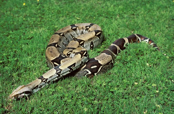 Boa Constrictor