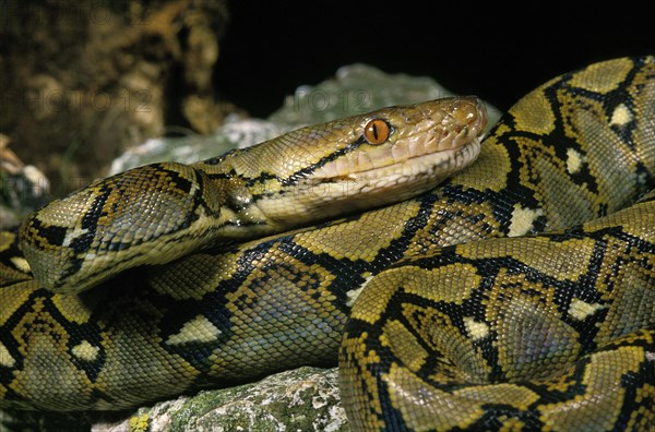 Reticulated python