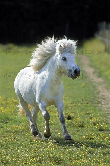 SHETLAND PONY