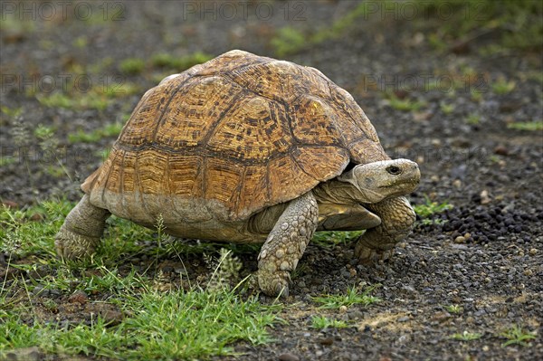 Leopard Tortoise