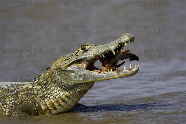 Spectacled Caiman