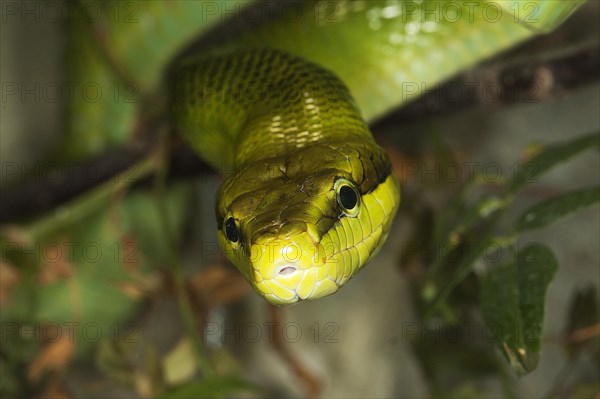 RED-DANCED GREEN RAT SNAKE gonyosoma oxycephala