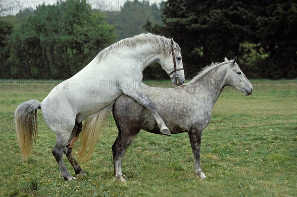 Lipizzaner horse