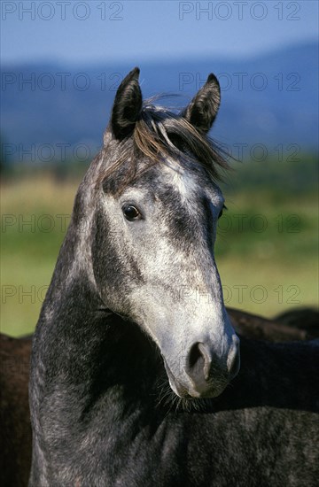 Lipizzaner horse