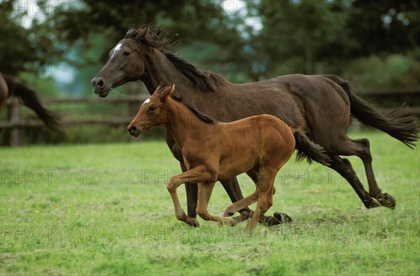 English thoroughbred horse