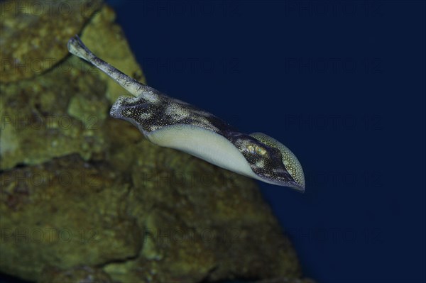 Yellow stingray