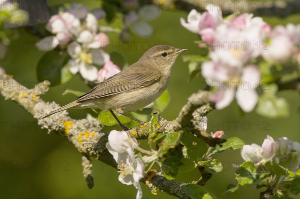 Common chiffchaff