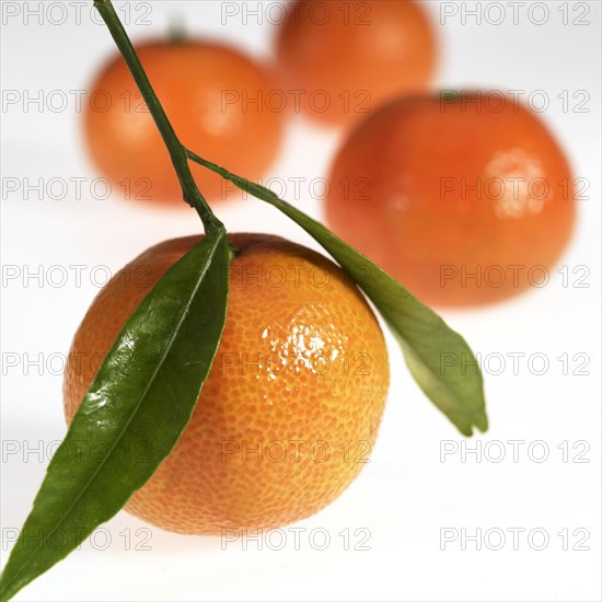 Clementine Fruit