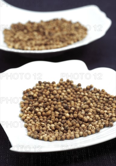 Coriander