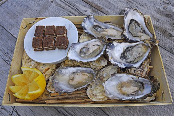 6 fresh oysters