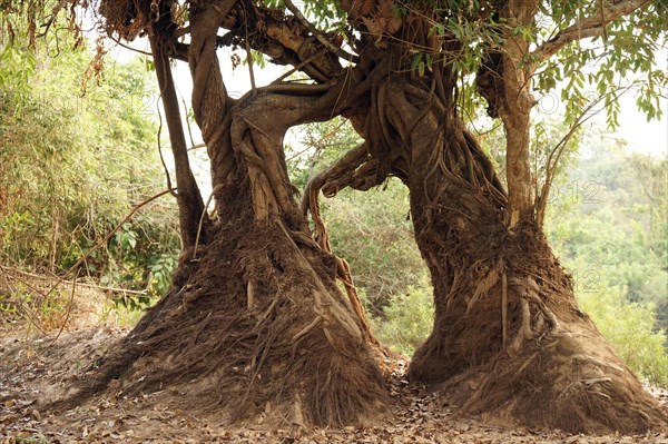 Banyan fig