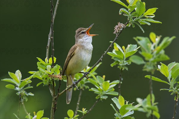 Great Reed Warbler