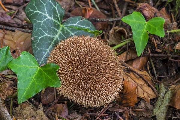 Ripe fruiting body of the spiny tuberous-leaved mushroom