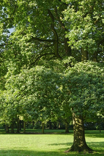 Common oak