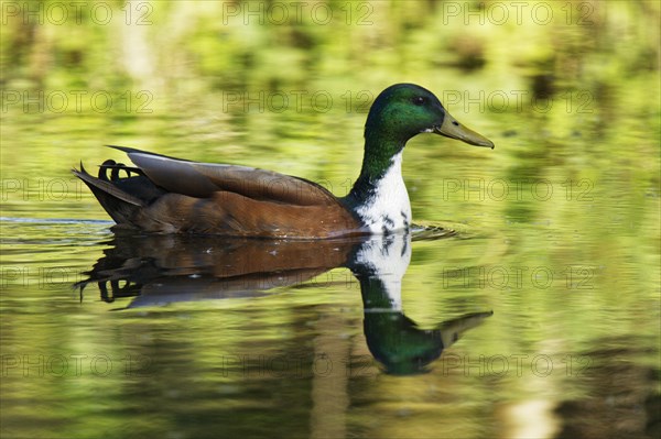 Mallard