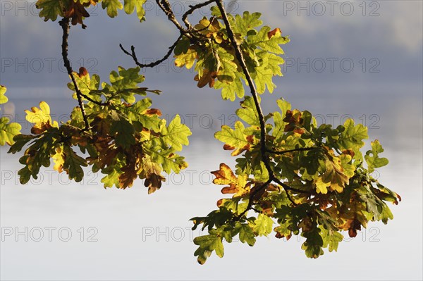 English oaks