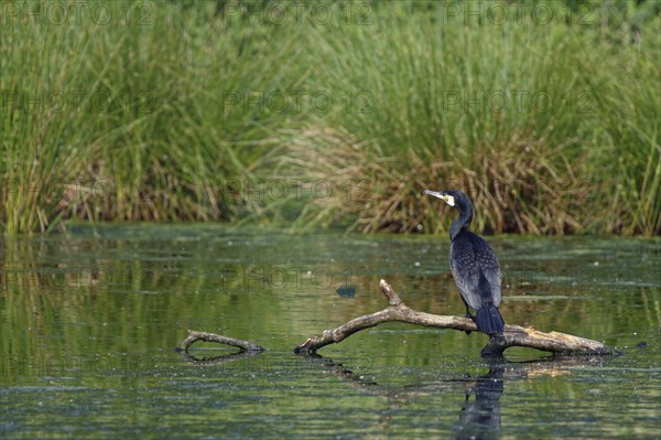 Great cormorant