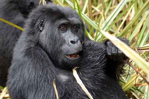 Eastern lowland gorilla