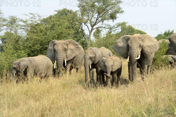 African elephant