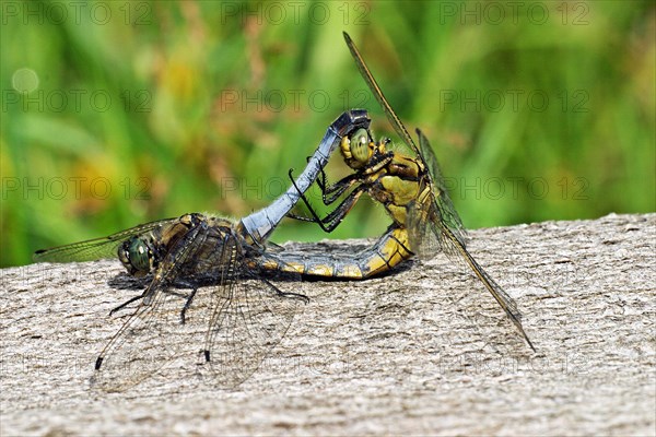 Large blue arrow