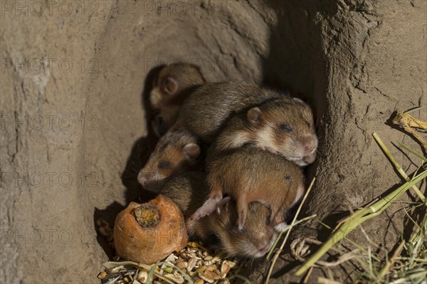 European Hamster