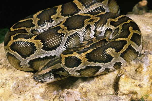 Indian python