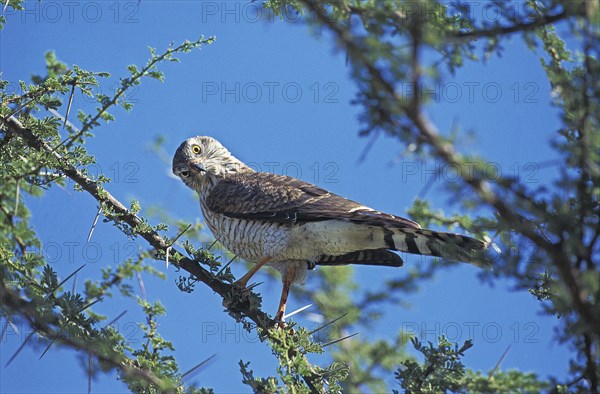 DICKINSON'S Falcon