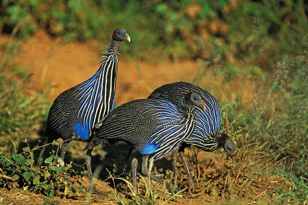 VULTURINE GUINEAFOWL