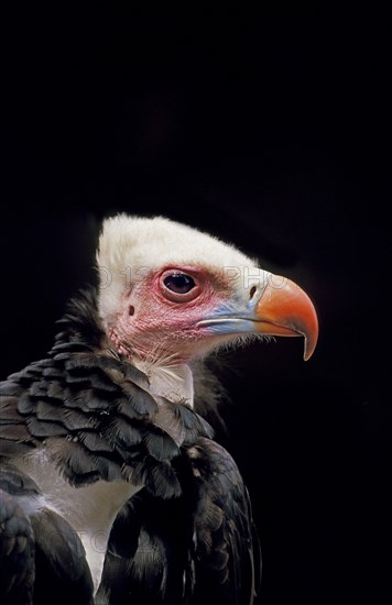 White Headed Vulture