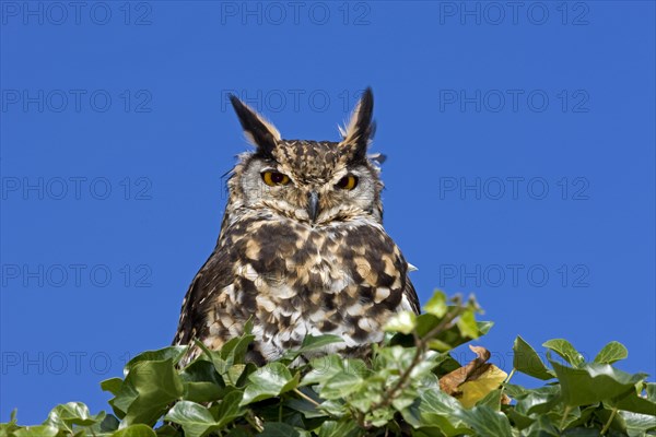 Cape Eagle Owl