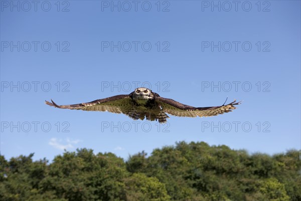 Cape Eagle Owl