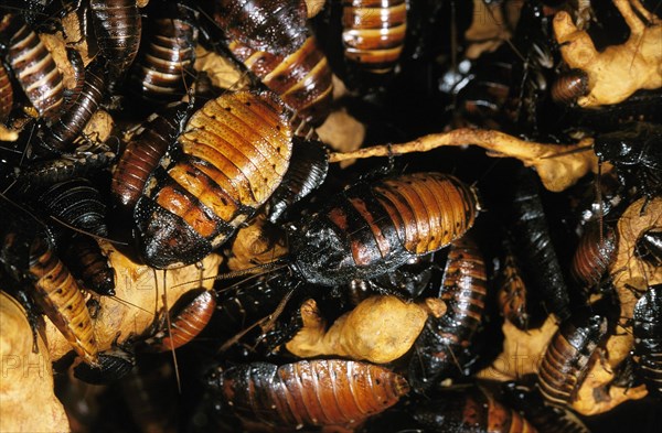 Madagascar hissing cockroach