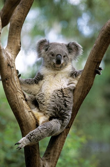 Koala